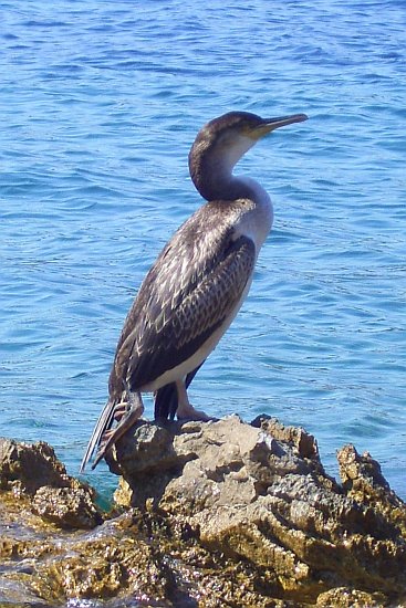 Kormoran 2