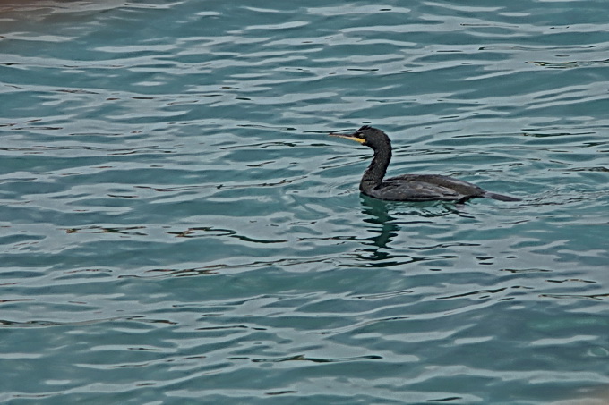 Der Kormoran von Tovarnele