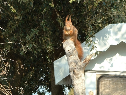 EICHHÖRNCHEN