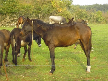 PFERD > BURKI's Bericht - Tierische Eseleien-111