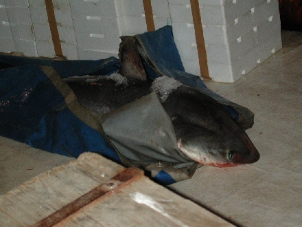 FISCH >  Fischerfangerfolg - gesehen im Hafen von Porec