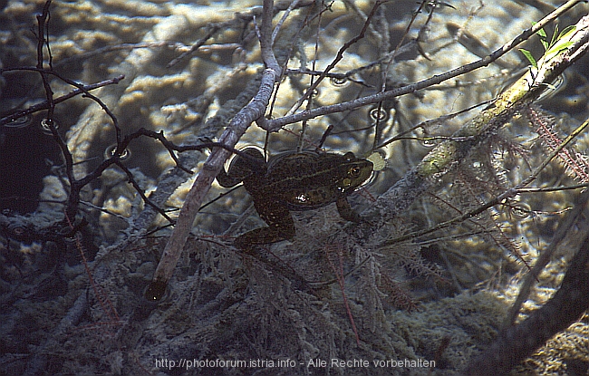 Frosch > Auf der Lauer liegender Frosch - Guten Appetit