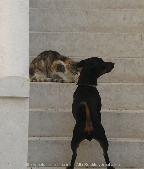 HUND und Katze in Umag