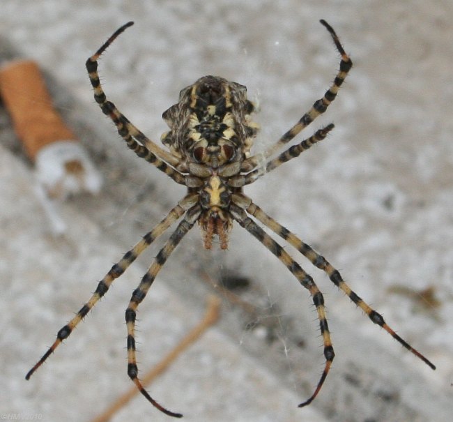 FAUNA > Radnetzspinne (Argiope lobata)