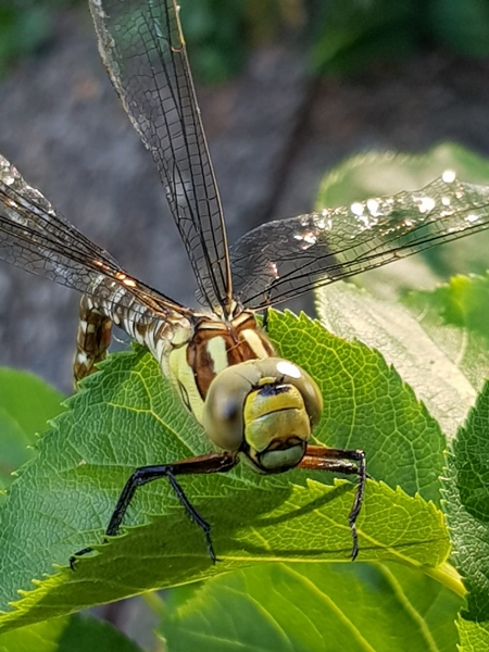 Libelle nach Schlupf am Gartenteich