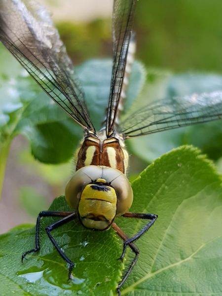 Libelle nach Schlupf am Gartenteich 2