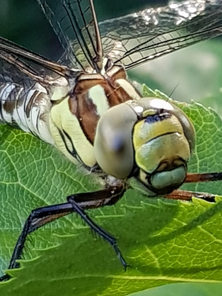 Libelle nach Schlupf am Gartenteich 3