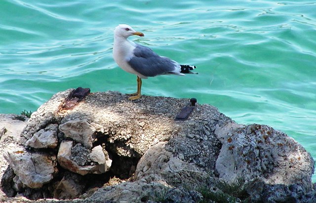 GALEB - die Mutter aus Porec