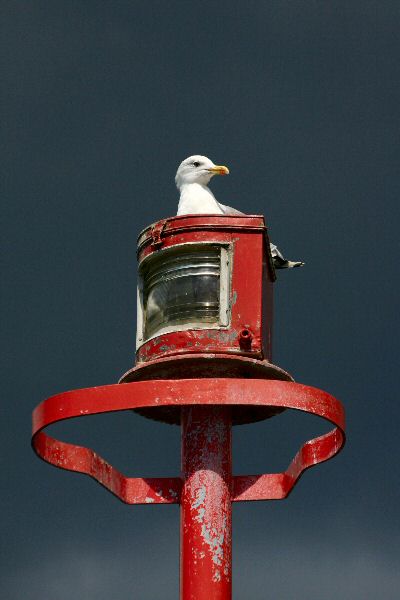 MÖWE > Galeb auf dem Leuchtturm