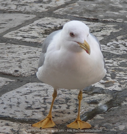 MÖWE  in Porec