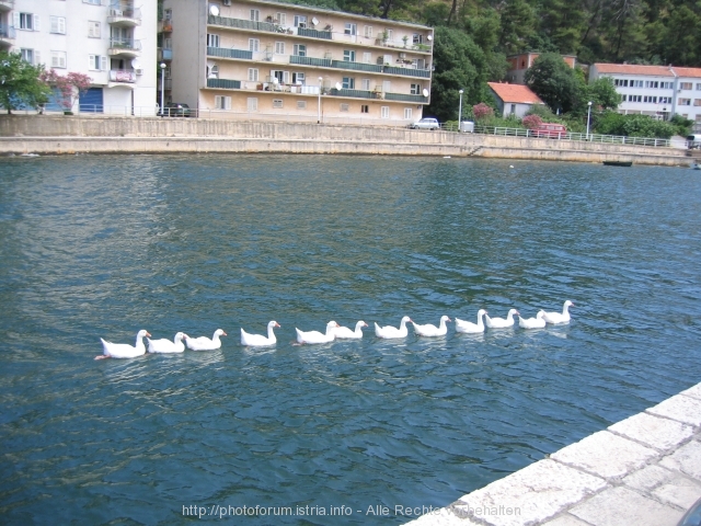 GANS > Gänse auf dem Zrmanja in Obrovac