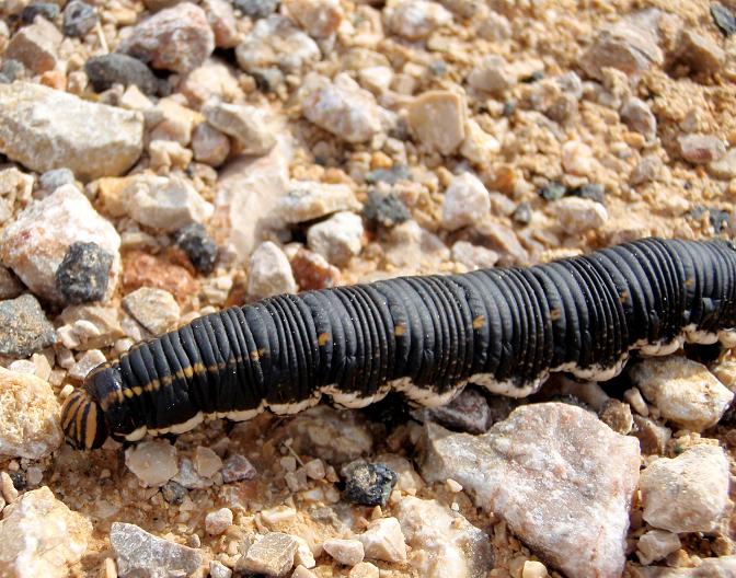 Raupe auf Wanderschaft