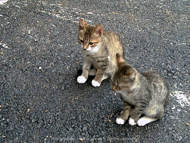 FAUNA > Katzen während Reitausritt