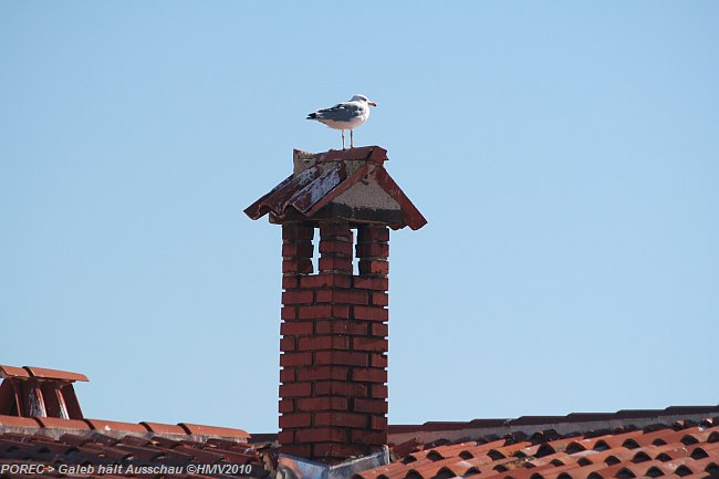 GALEB in Porec > Wächter der Stadt