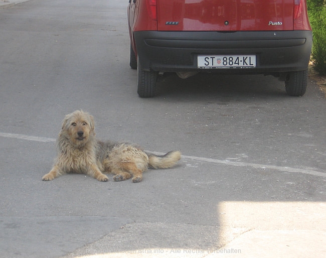 HUND in Slatine auf Ciovo