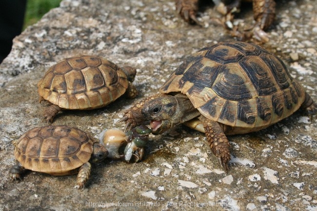 Schildkröten 6