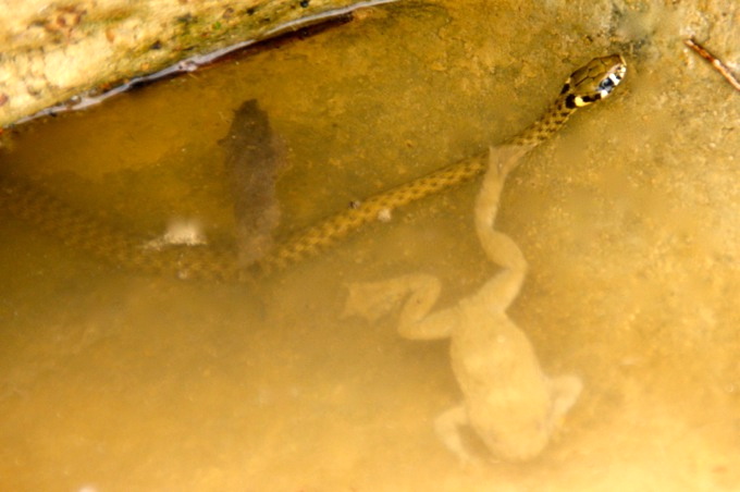 WASSERSCHLANGE > im Becken der Mirna