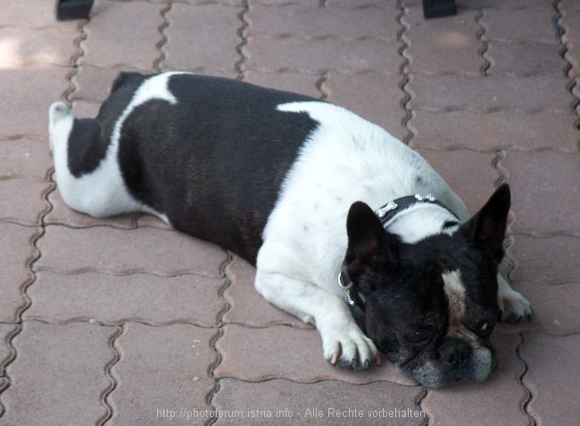 A > OBERDRAUBURG > Hund