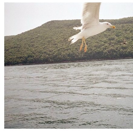 MÖWE am Limfjord