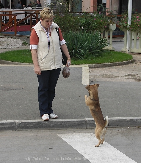 HUND > Heidi und Hund