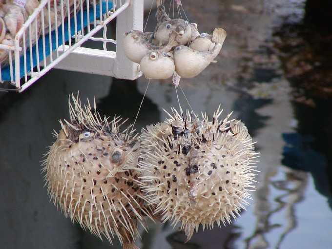 KUGELFISCHE in ROVINJ