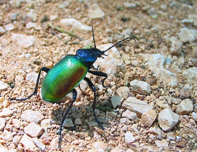 KÄFER  als schillernde Erscheinung