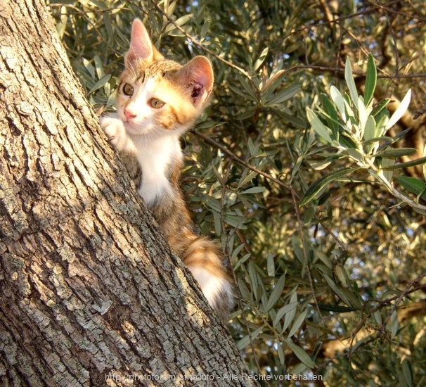 KATZE > Rotes Kätzchen im Olivenbaum