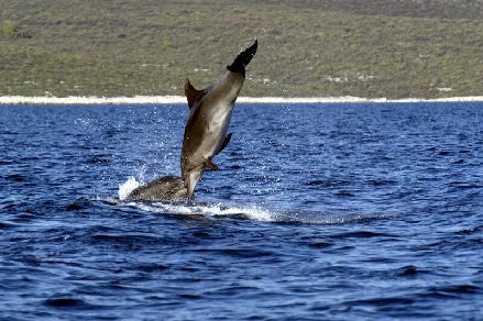 DELFIN > springender Delfin