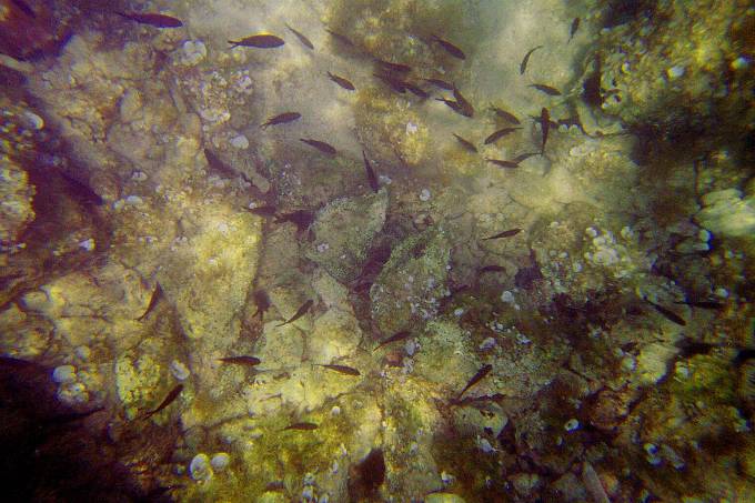 UNTERWASSERWELT > Was schwimmt denn da