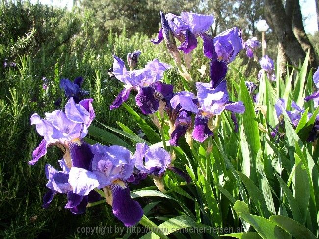 Iris, die Nationalblume