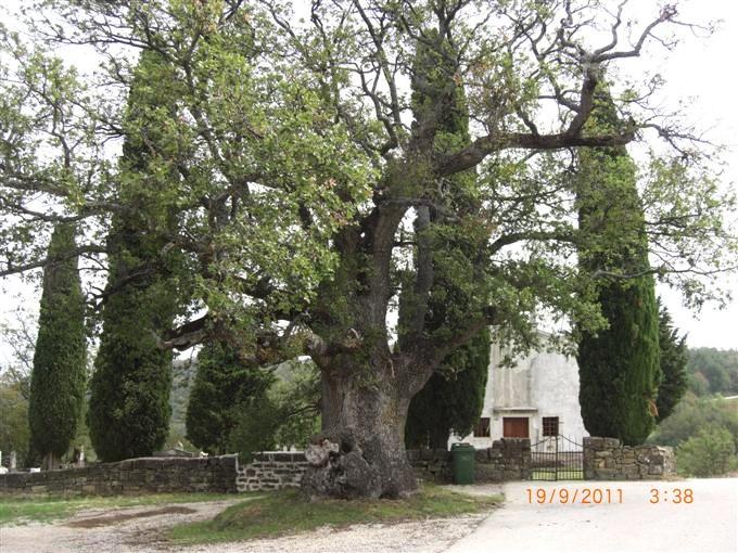 Baum_Loewenkopf>Lösunbg