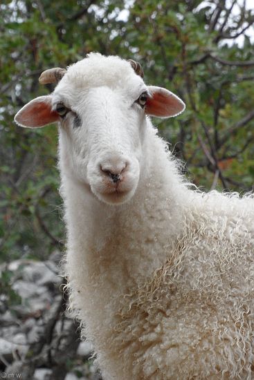 Kvarner: INSEL CRES > Bockschauen mit Schafbock