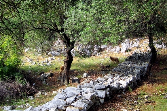 Kvarner/Velebit: INSEL PAG > Schafe