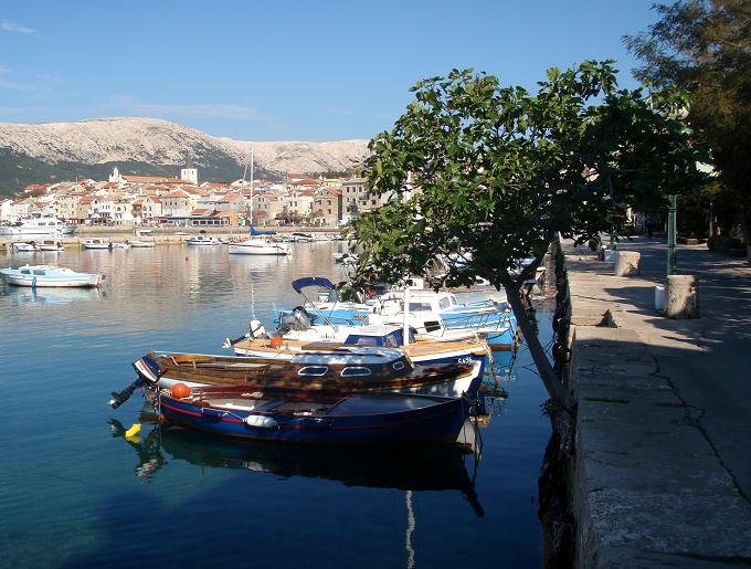 Kvarner: BASKA auf Krk > Feigenbaum am Hafen