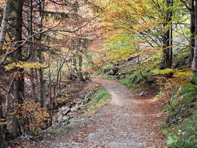 I>Plöckenpass im Herbst 5