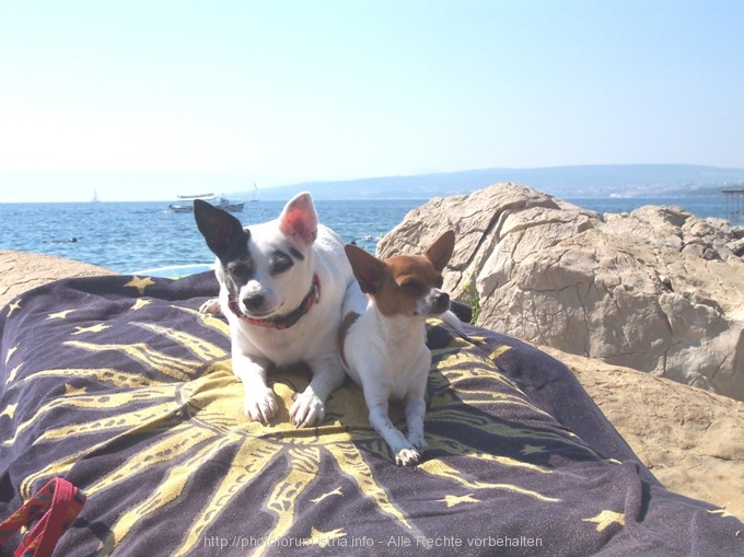 INSEL KRK > Punat > Princes Beach > KÜSTENRATTEN