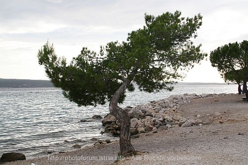 CRIKVENICA > mein Freund der Baum