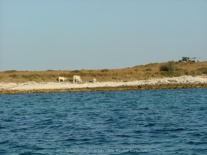 INSEL BODULAS > Die einzigen Bewohner auf der Insel