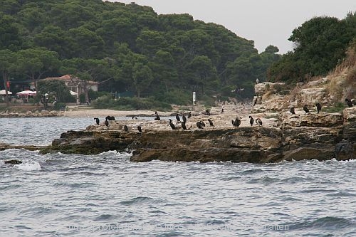 ROVINJ > Kormorane sonnen sich