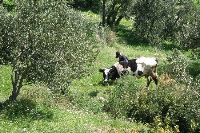 PELJESAC > Kostbares Grün