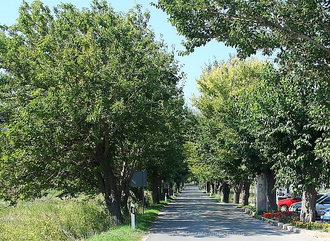 INSEL RAB > Allee von Lopar