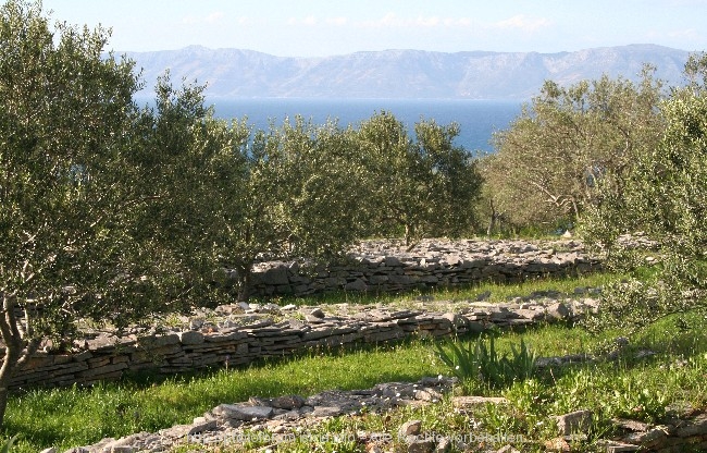 INSEL KORCULA > Oliventerrassen im Frühling