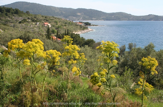 OTOK KORCULA > Grüne Landschaft mit gelben Stauden