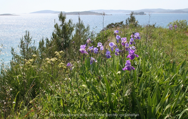 OREBIC > grüne Landschaft mit Iris