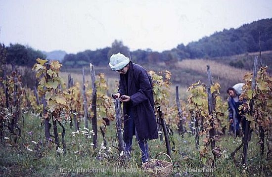 WEINBAUERN > Trauben werden gesammelt