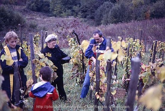 WEINBAUERN > Weinlese im Landesinneren