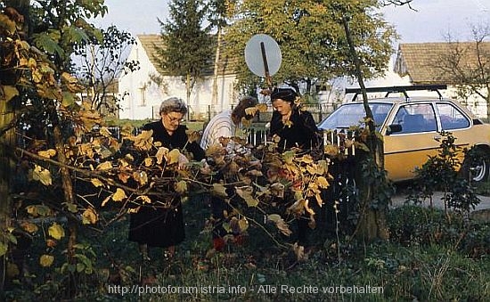 WEINBAUERN > Teamarbeit in Ilova