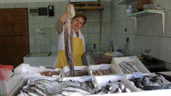 SIMUNI > Fischmarkt > Ein prächtiger Tintenfisch