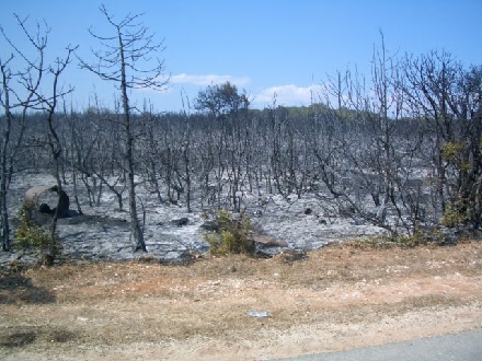 WALDBRAND > POMER > Verbrannte Erde 02