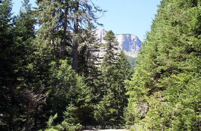 Durmitor > Weg zum Zmijinje Jezero 8